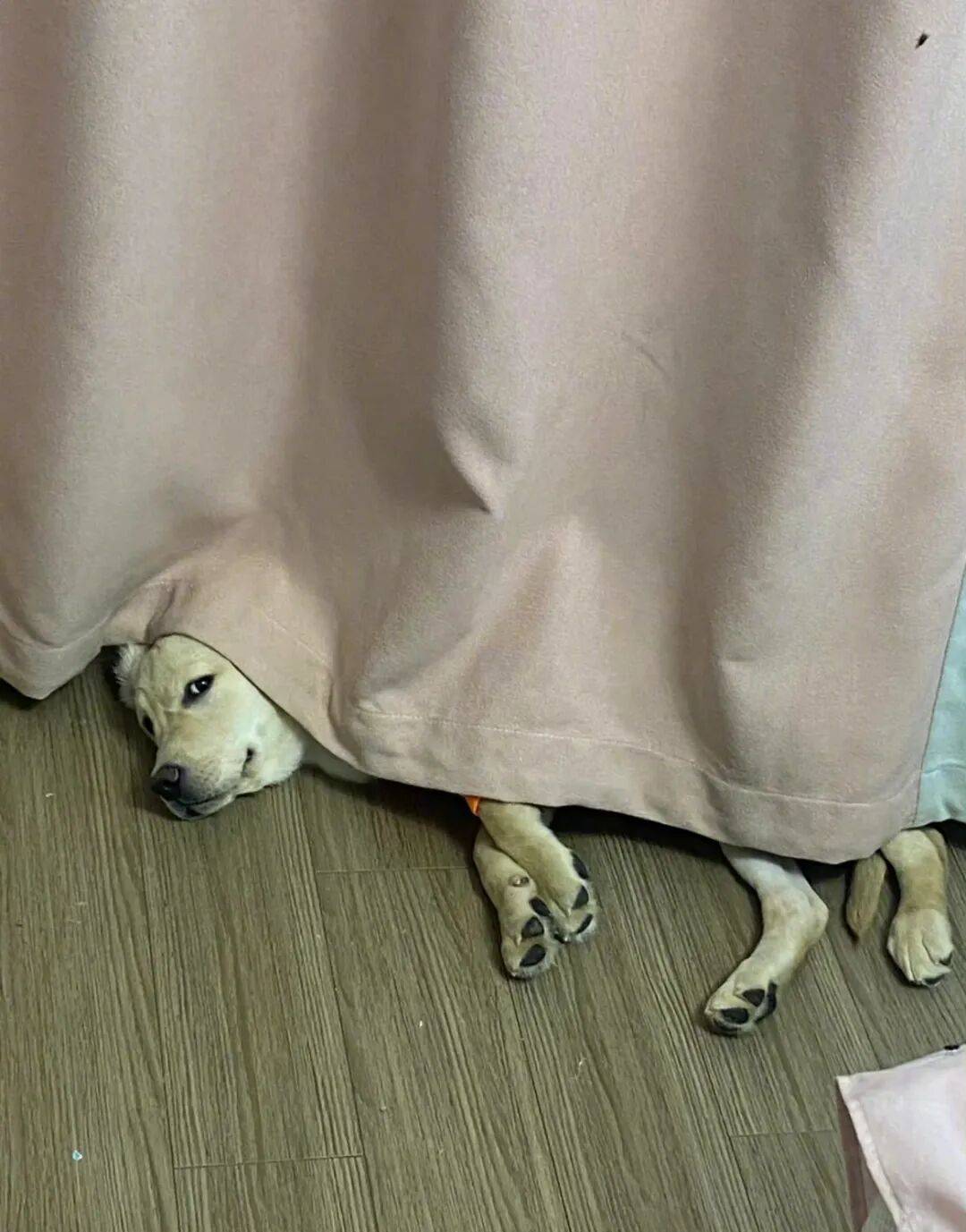 狗子怕冷故意把窗簾蓋在身上，狗：這暗示夠明顯了吧？