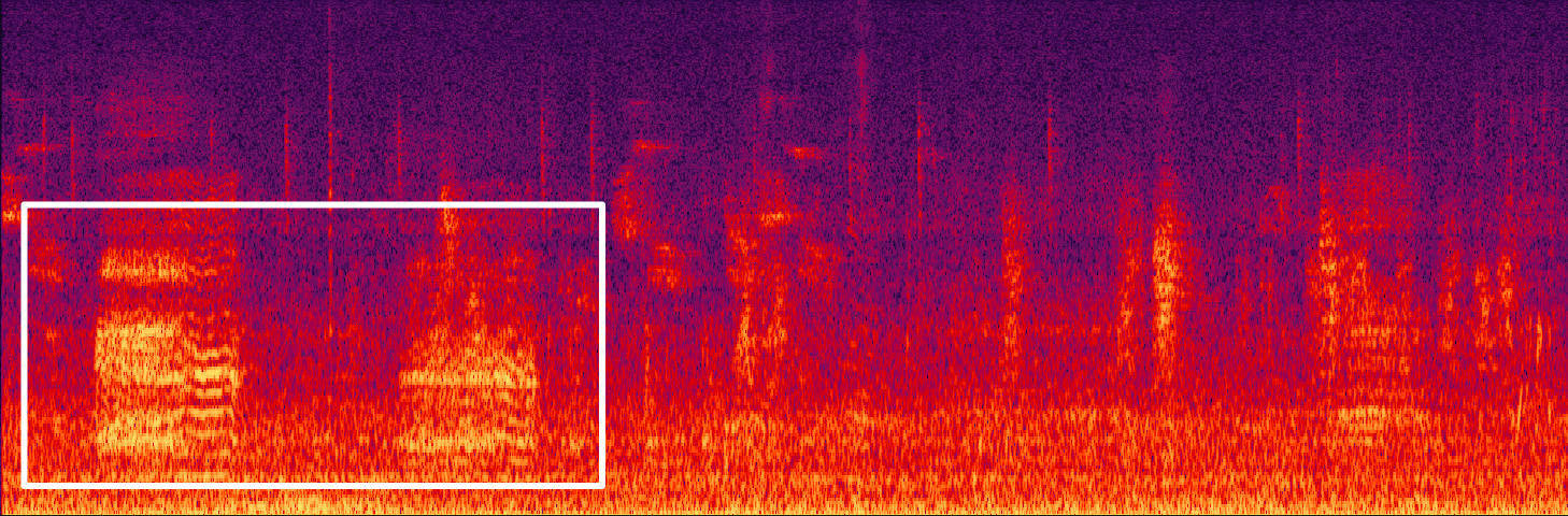 藏不住了！用科技解鎖大灣區中央溼地萌態圖鑑