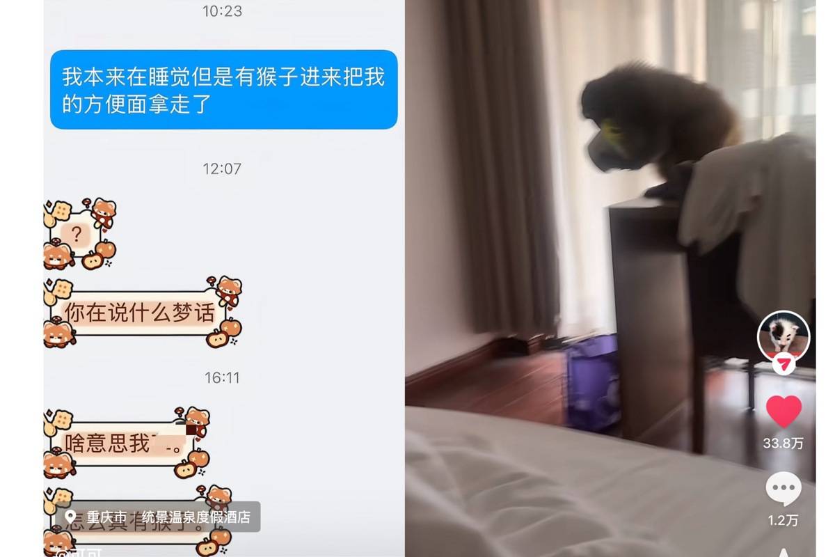 重慶一遊客早上餓醒發現猴子進房間“順”走泡麵，酒店：景區猴子偶爾會來找吃的，提醒過住客要關好門窗