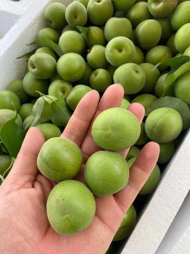 5月5日立夏，這些美食給家人安排吧！