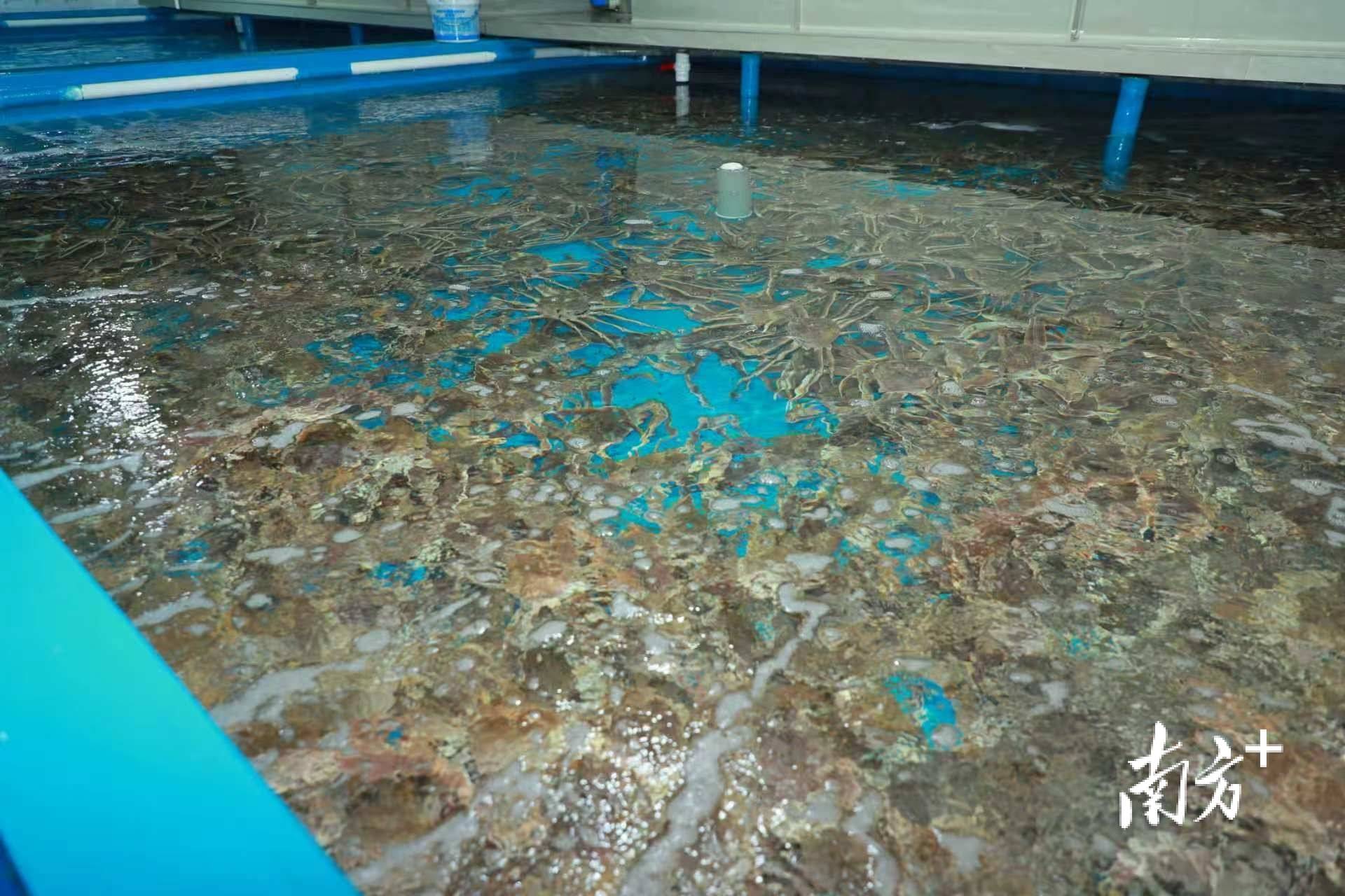 華南首個海捕蟹保稅倉儲專案在黃埔投運