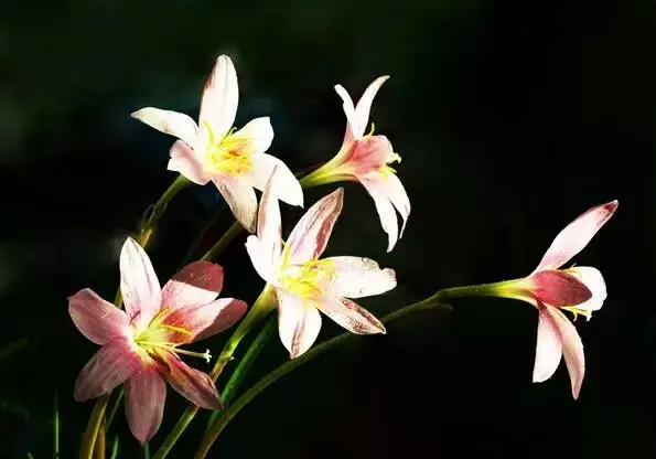極品蘭花，國畫好素材！