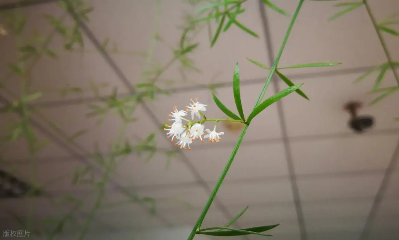 原創“竹子開花，馬上搬家”，老一輩人的忠告，真的有科學道理嗎？