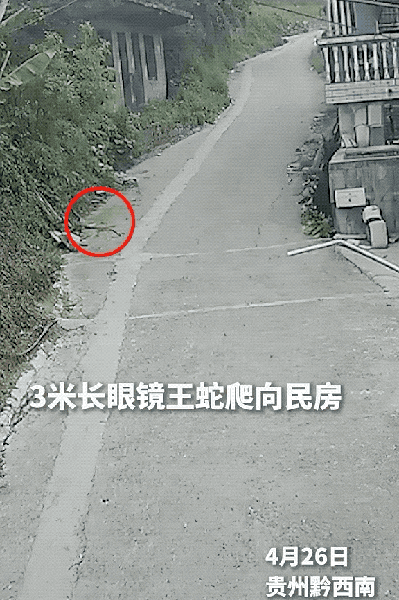 驚險自救！53歲阿姨被眼鏡蛇咬傷，徒手活捉2米毒蛇帶到醫院……