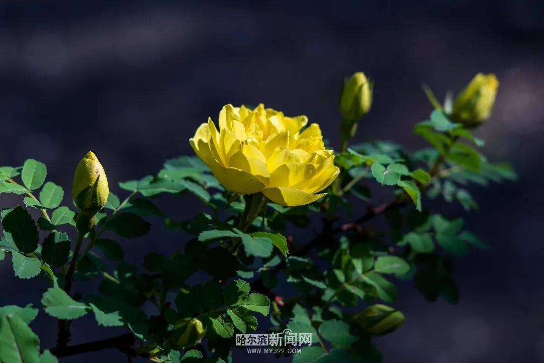 金花爭豔｜冰城黃刺玫迎來盛放季節，賞花地圖快收藏