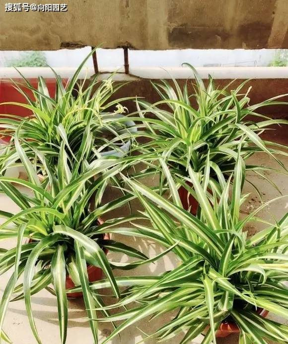 新手養綠植，“3選”，“3不選”，綠植“紅黑榜”，收藏謹記！