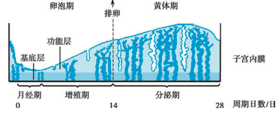 從月經到大腦，女性為什麼離不開碳水？