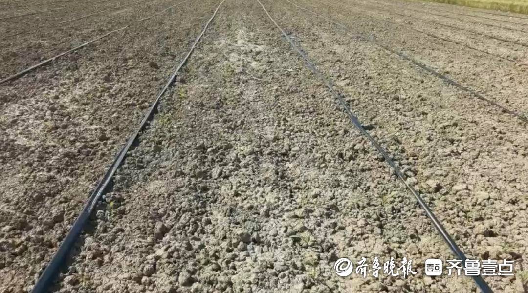 “我們來了，地就不一樣了！”數百位00後研究生“死磕”鹽鹼地