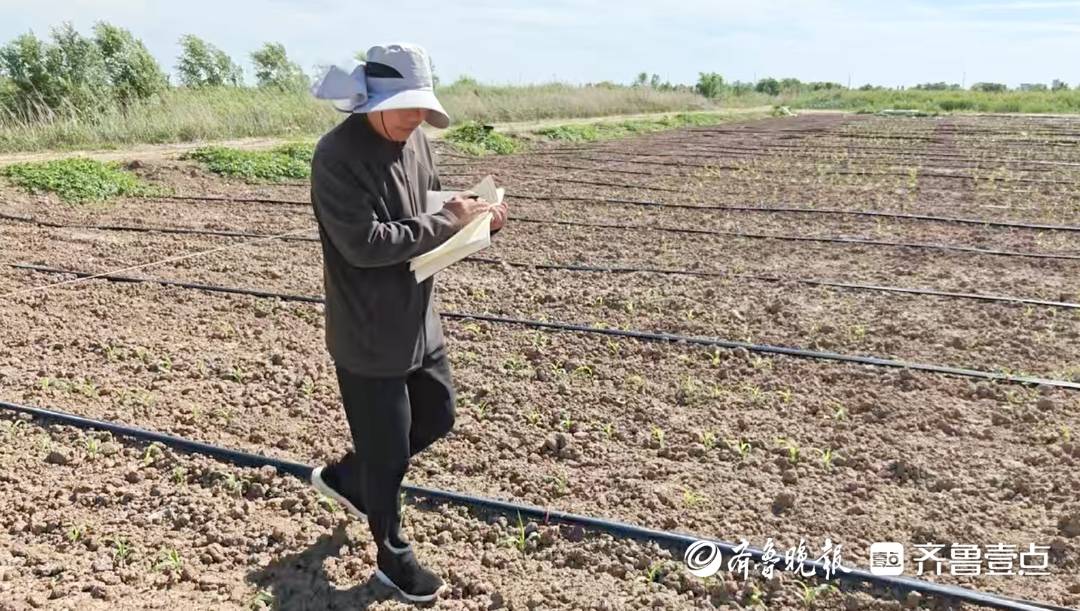 “我們來了，地就不一樣了！”數百位00後研究生“死磕”鹽鹼地