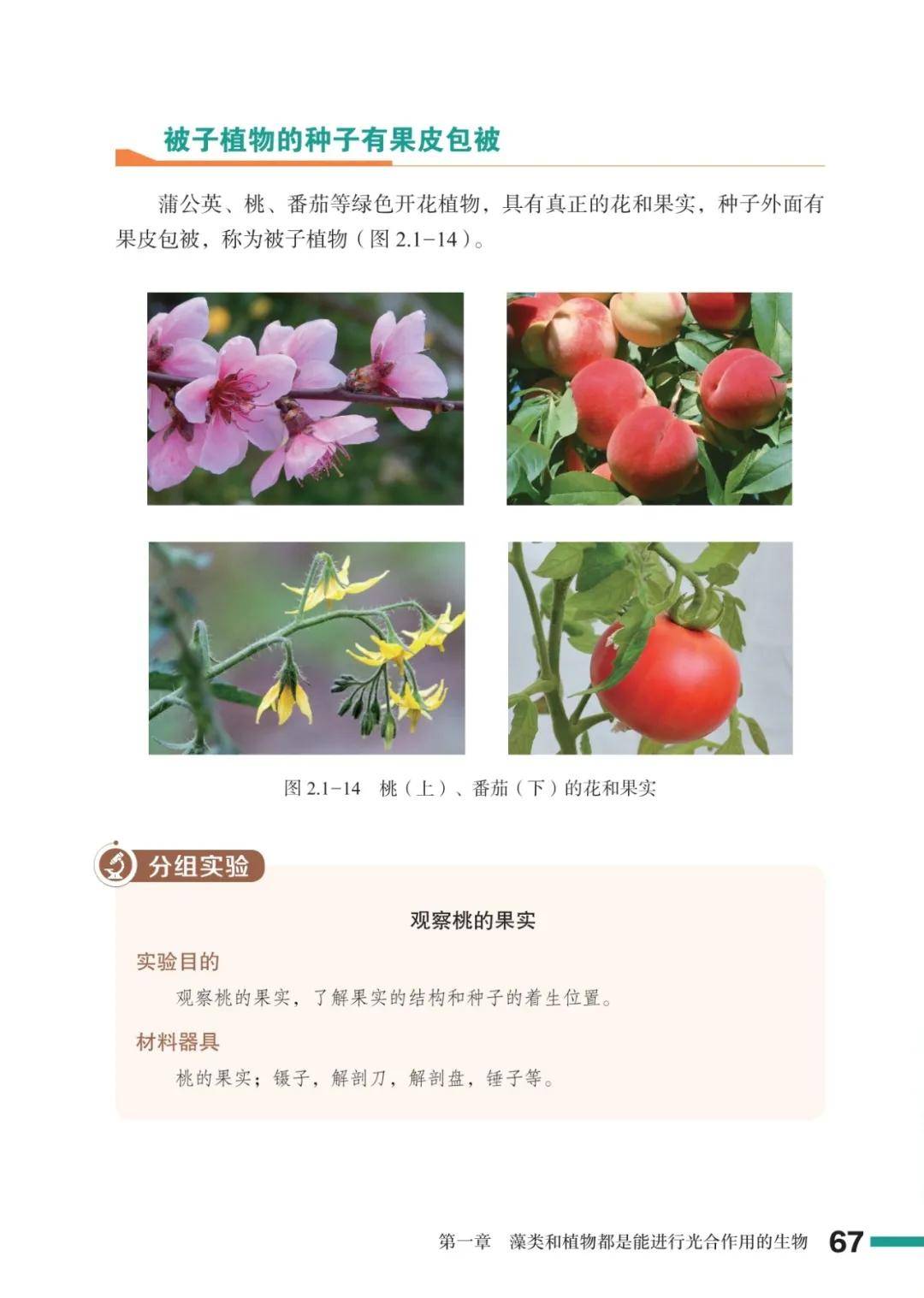 濟南版七年級生物上冊電子課本(2026新教材)