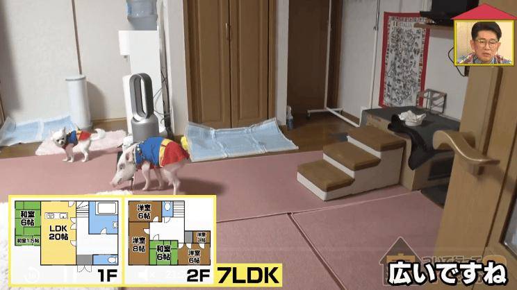 日本40歲女性住豪宅養豬豬，還因豬豬和明星結緣？深感幸福不想結婚，稱“對男人沒興趣”…