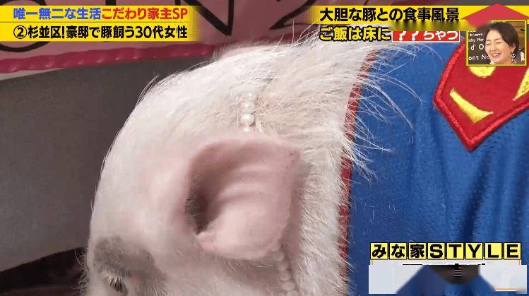 日本40歲女性住豪宅養豬豬，還因豬豬和明星結緣？深感幸福不想結婚，稱“對男人沒興趣”…