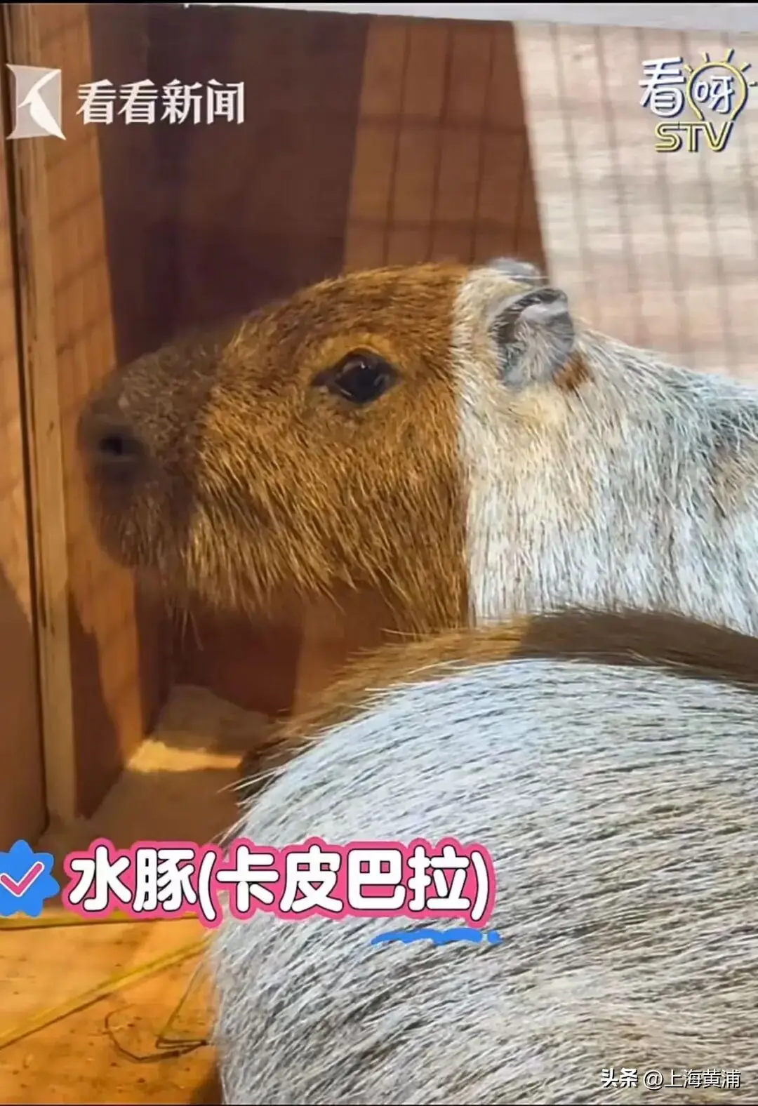 西郊公園要搬來人民廣場了？大批動物坐“定製班車”浩浩蕩蕩來市中心“上崗”，還提前“洗香香”、“做美容”！