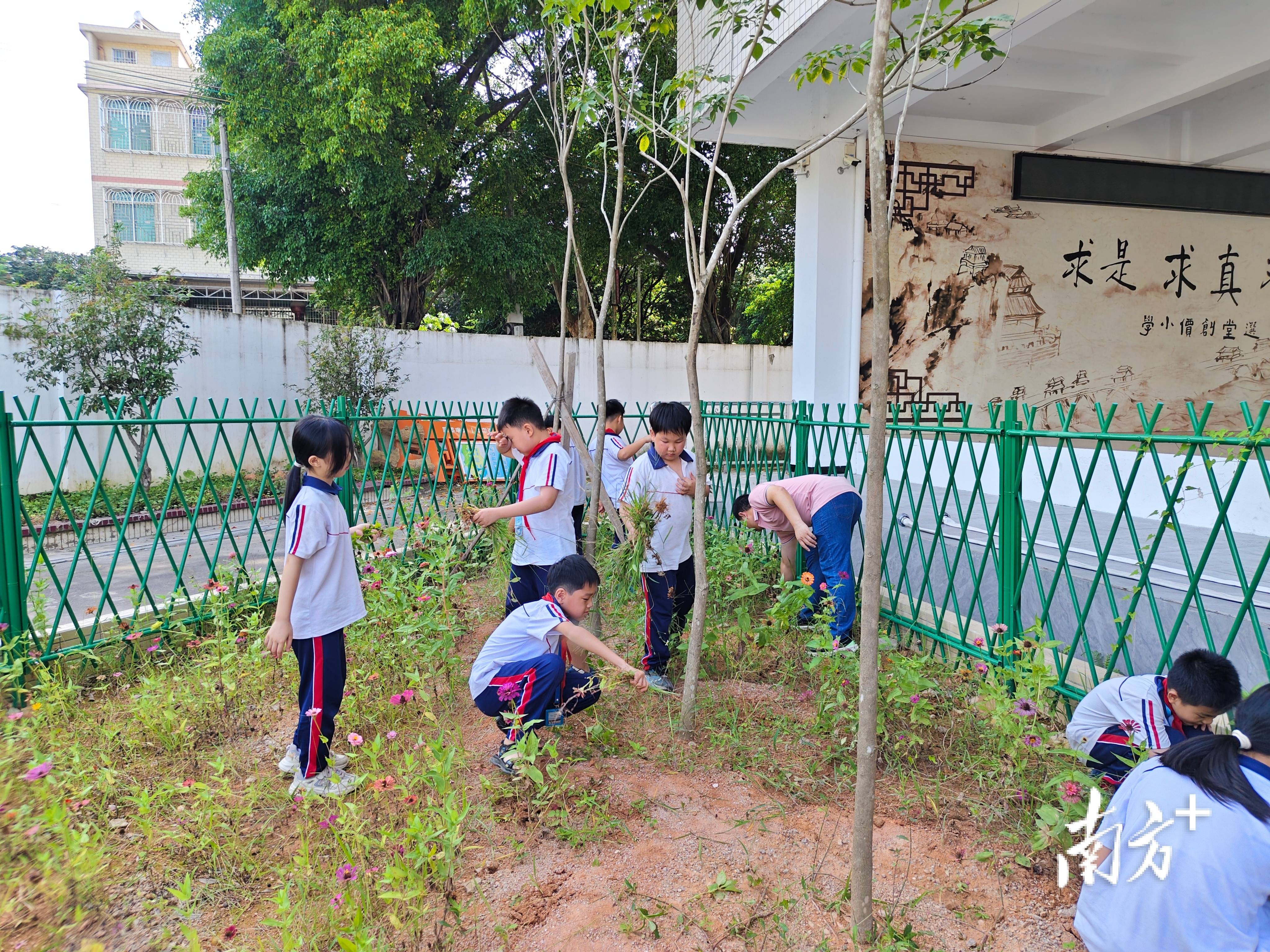 饒宗頤捐建的歸湖鎮選堂創價小學迎來新變化