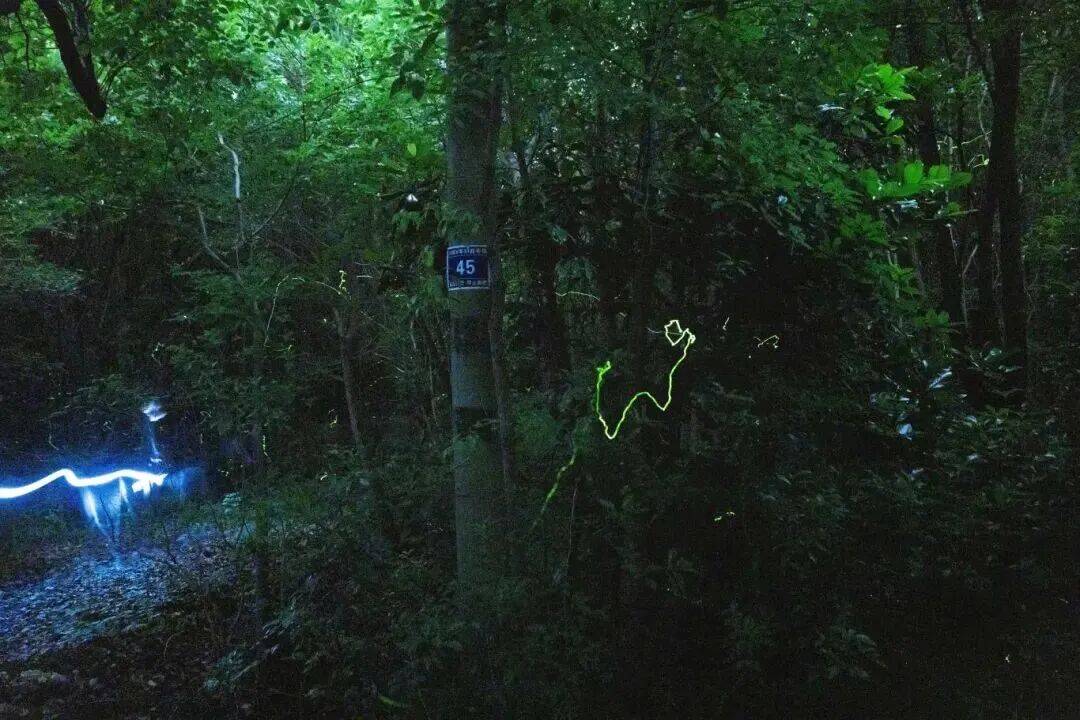 上海藏著“小亞馬孫”！皮划艇+高顏值美食+夏夜流螢，一次打卡仲夏限定浪漫→