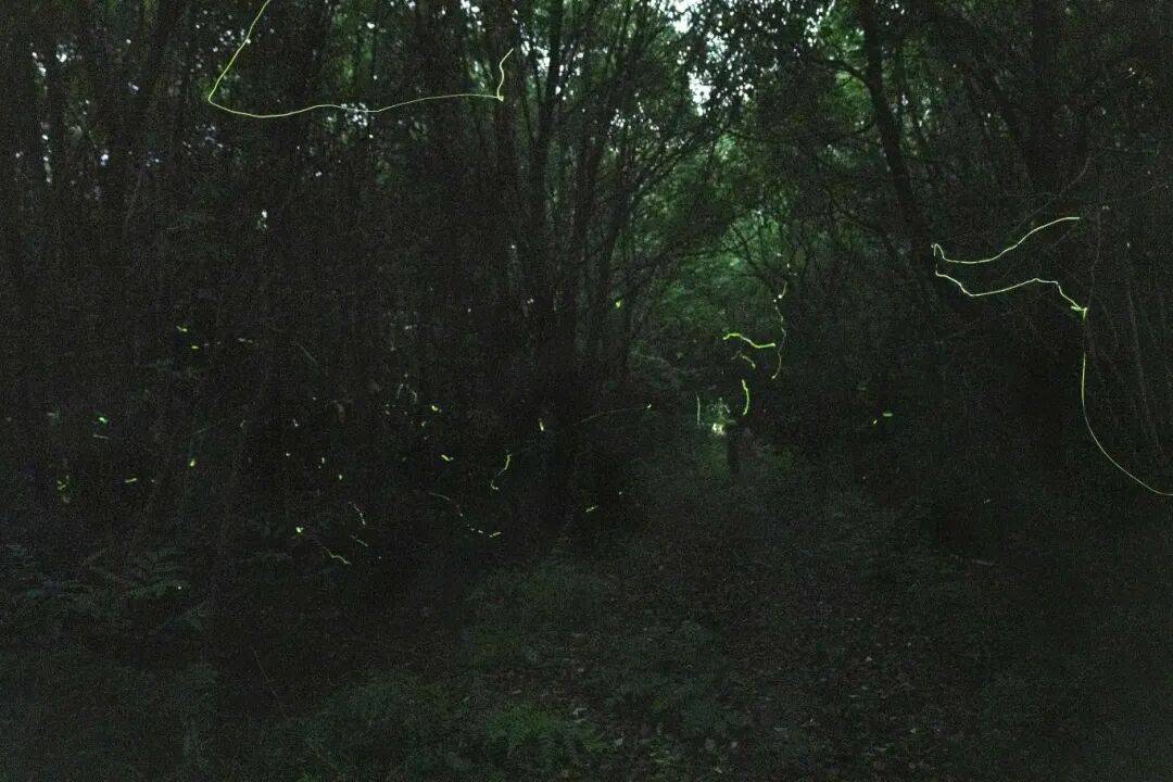 上海藏著“小亞馬孫”！皮划艇+高顏值美食+夏夜流螢，一次打卡仲夏限定浪漫→