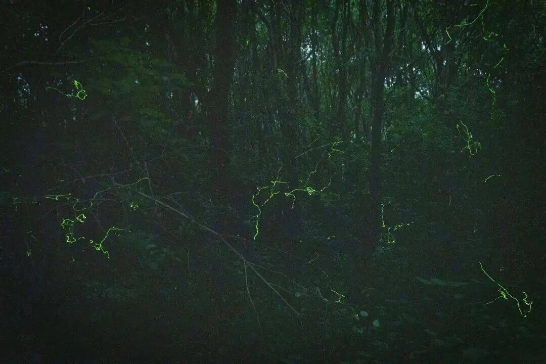 上海藏著“小亞馬孫”！皮划艇+高顏值美食+夏夜流螢，一次打卡仲夏限定浪漫→