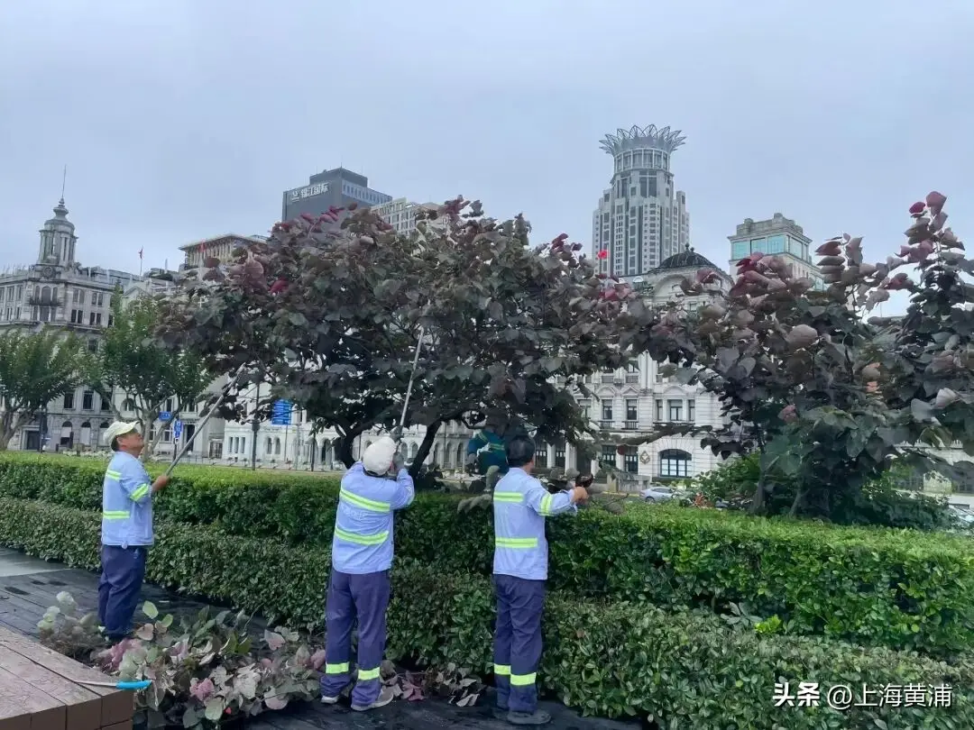 迎戰“巴威”：聚焦老舊小區、保租房、公共綠地，全力築牢“民生屏障”