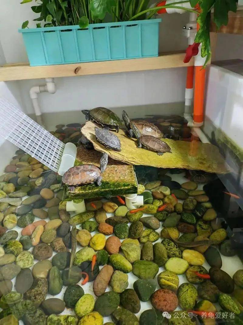 原創龜缸水深每增加10cm，壽命就減少1年？真相讓所有人大跌眼鏡