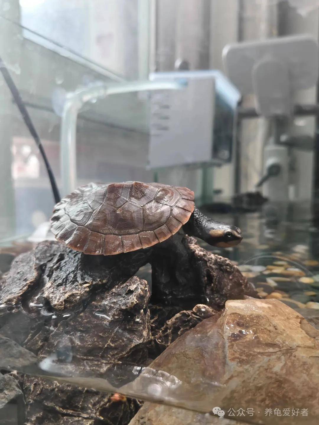原創龜缸水深每增加10cm，壽命就減少1年？真相讓所有人大跌眼鏡
