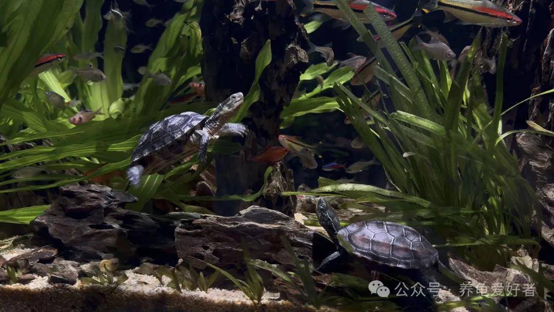 原創龜缸水深每增加10cm，壽命就減少1年？真相讓所有人大跌眼鏡
