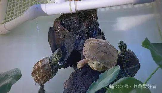 原創龜缸水深每增加10cm，壽命就減少1年？真相讓所有人大跌眼鏡