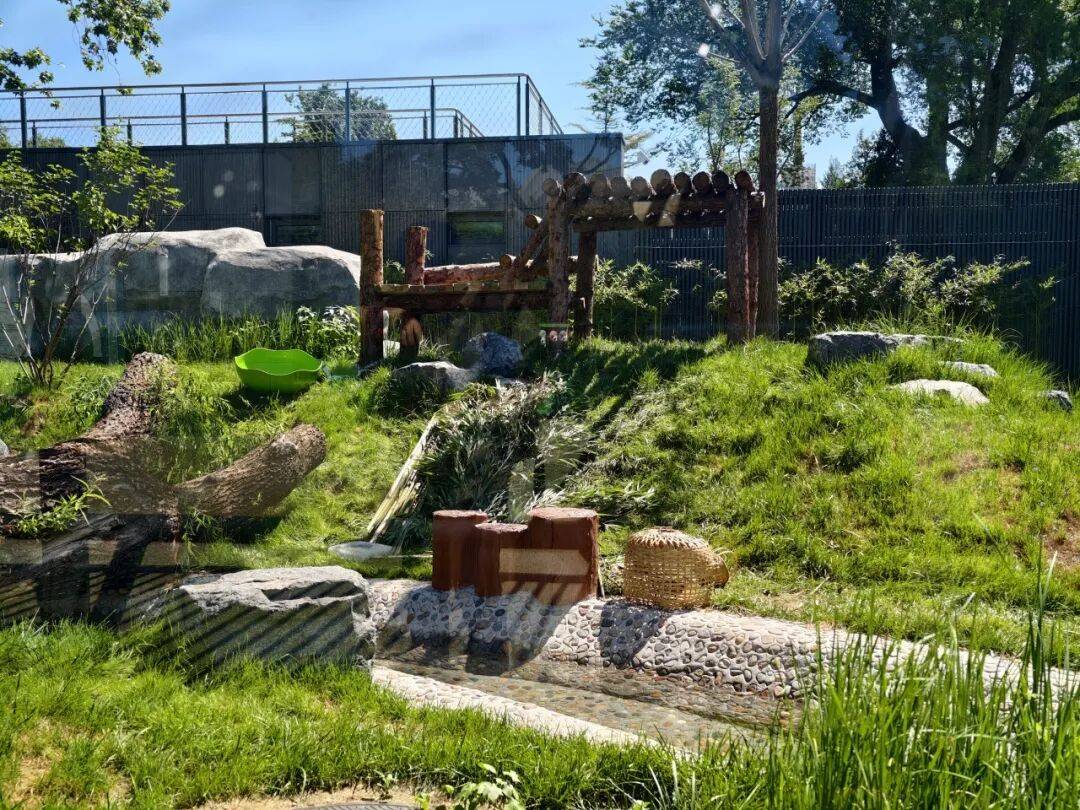 萌蘭搬家啦！北京動物園大熊貓新館16日開放（文末有驚喜~）