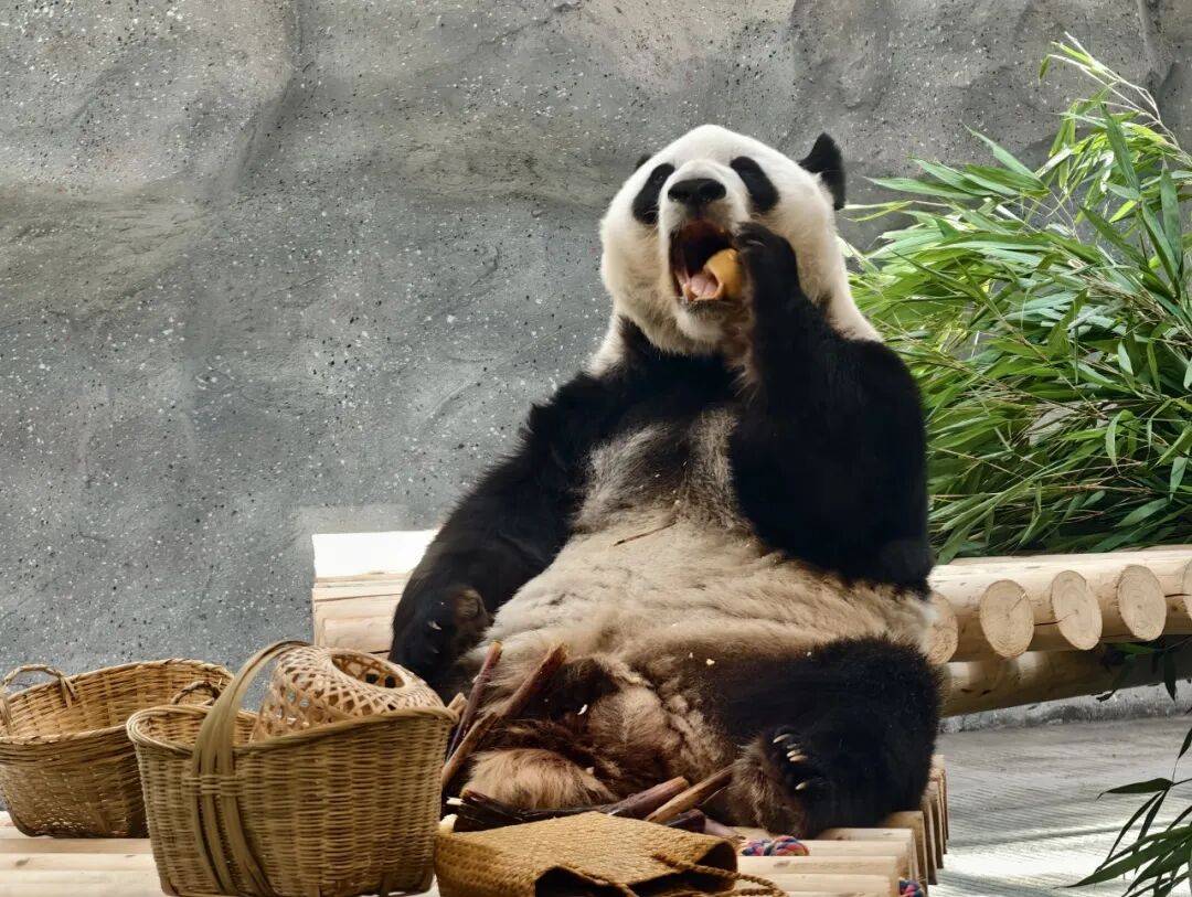 萌蘭搬家啦！北京動物園大熊貓新館16日開放（文末有驚喜~）