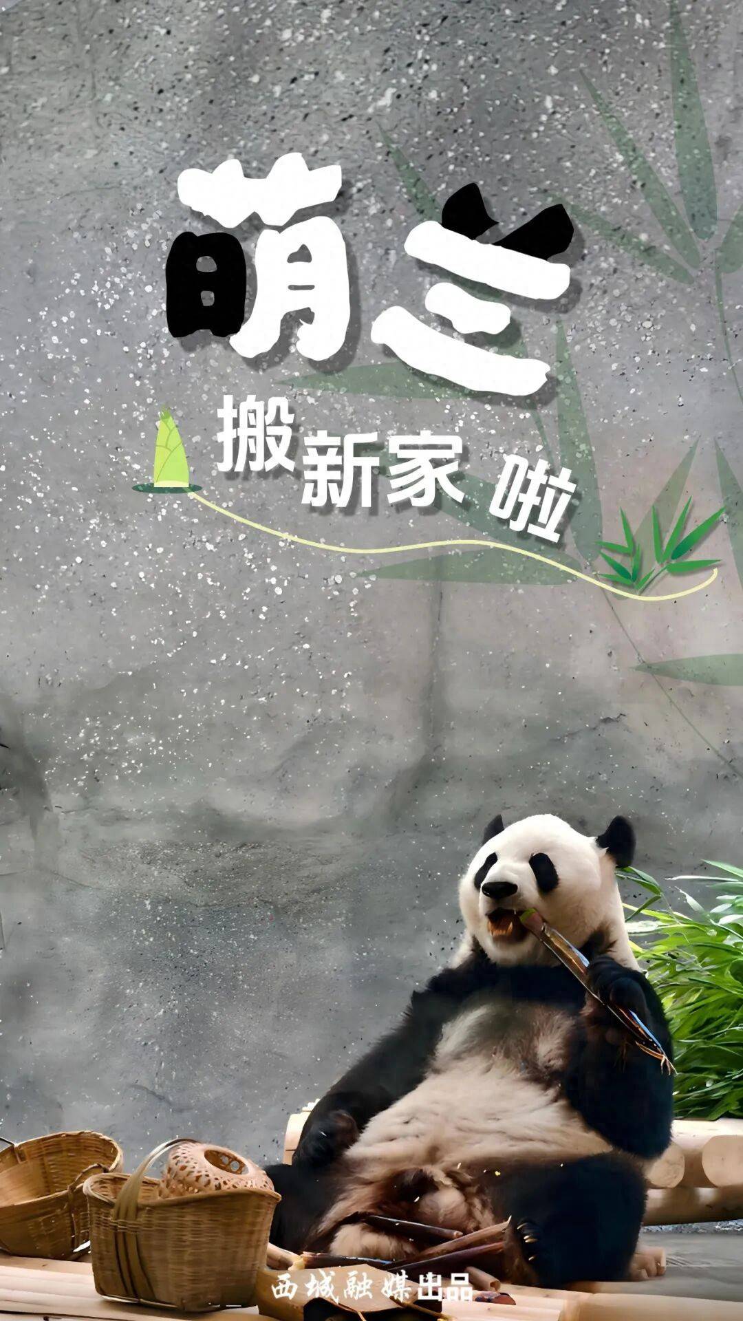 萌蘭搬家啦！北京動物園大熊貓新館16日開放（文末有驚喜~）