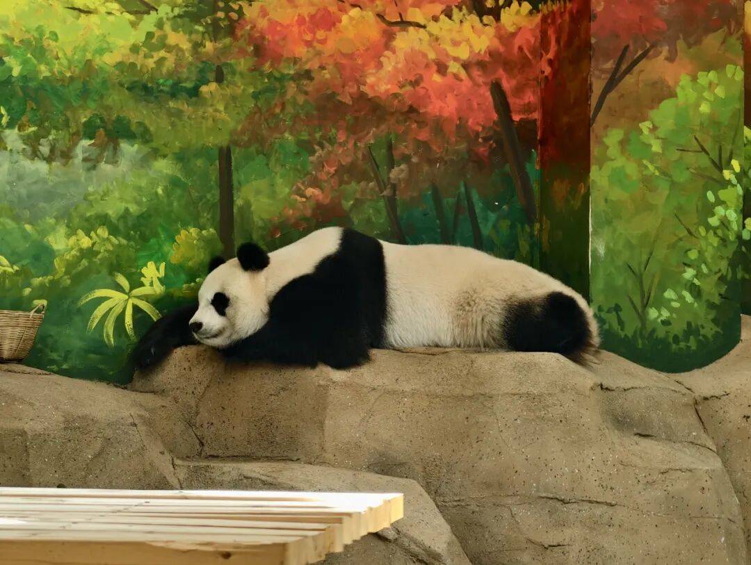萌蘭搬家啦！北京動物園大熊貓新館16日開放（文末有驚喜~）