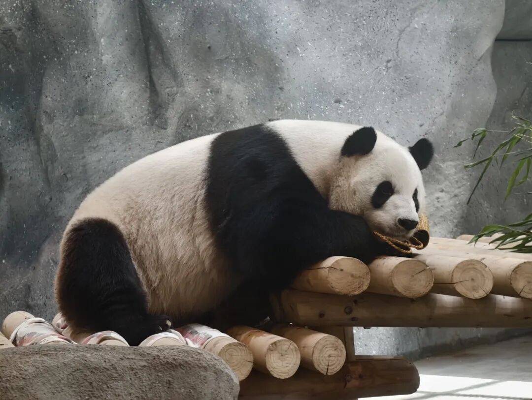 萌蘭搬家啦！北京動物園大熊貓新館16日開放（文末有驚喜~）