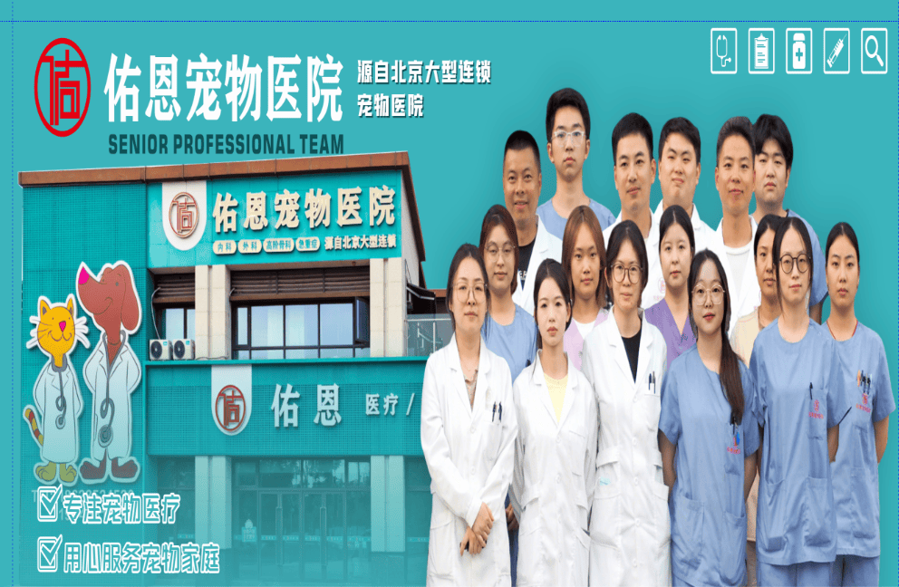 重慶北碚區寵物美容怎麼選