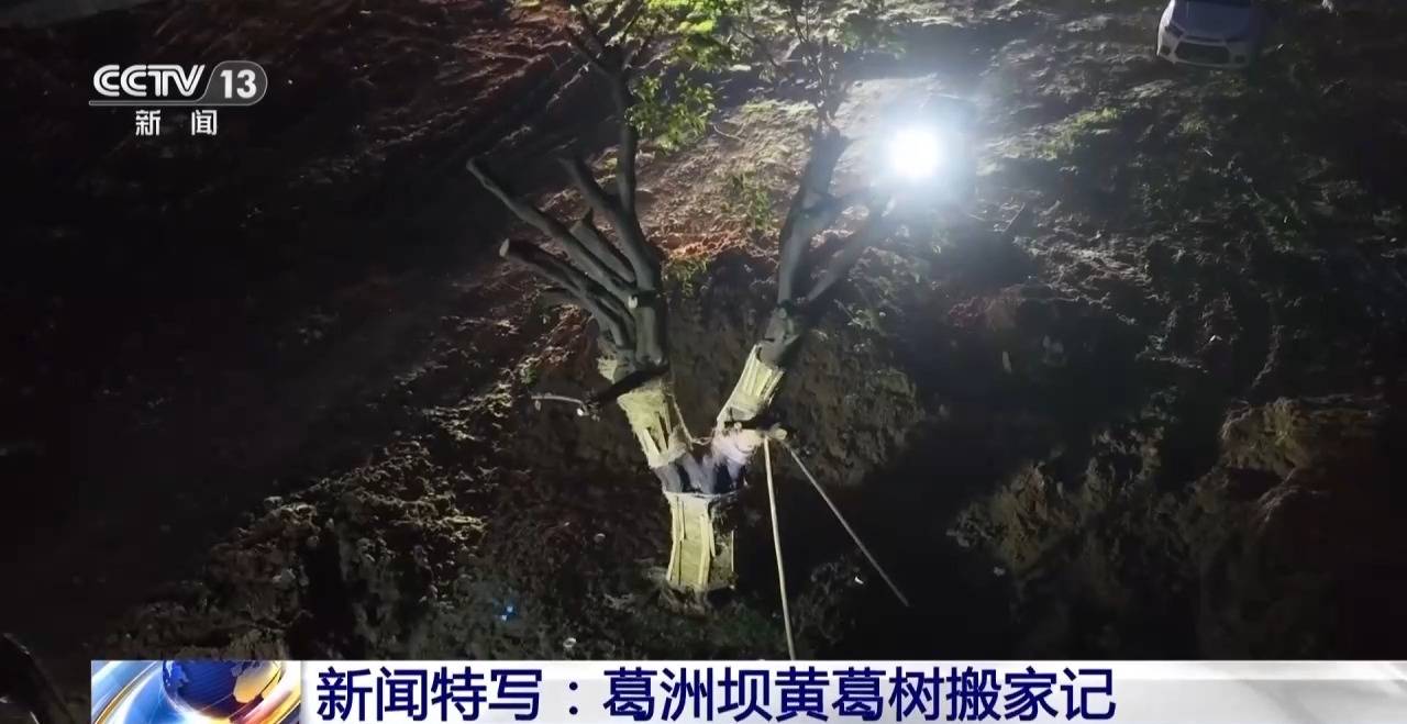 葛洲壩黃葛樹搬家記，900餘棵大樹已有“新去處”