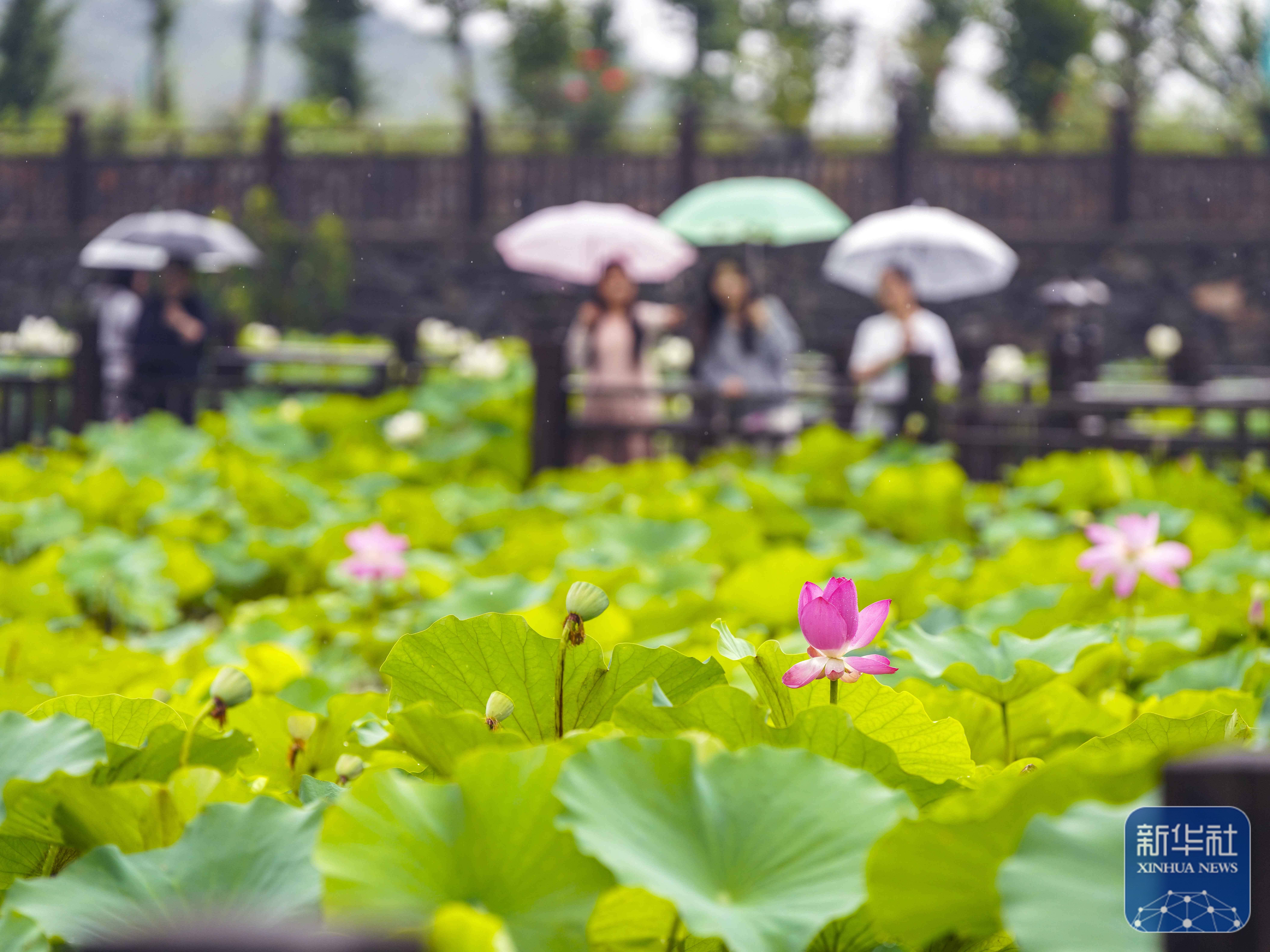 夏日鄉村旅遊熱