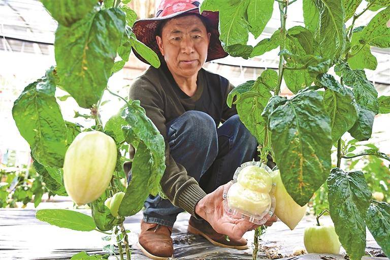 高原蔬果香 科技來護航