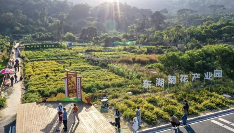 洪生標的“大地論文”：土特產變金招牌，蝴蝶蘭有“中國芯”