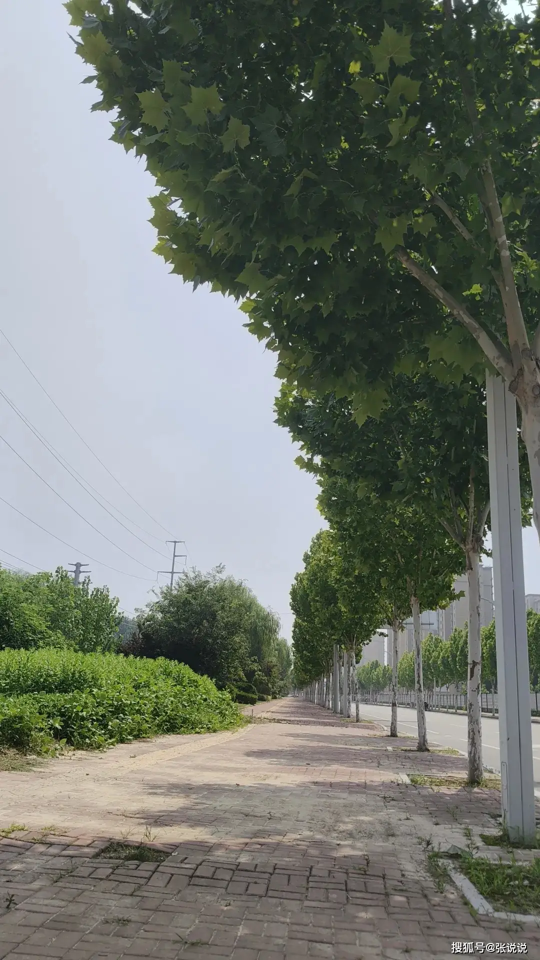 原創上海交大基因編輯事件：別的論文造假要錢，醫學論文造假要命