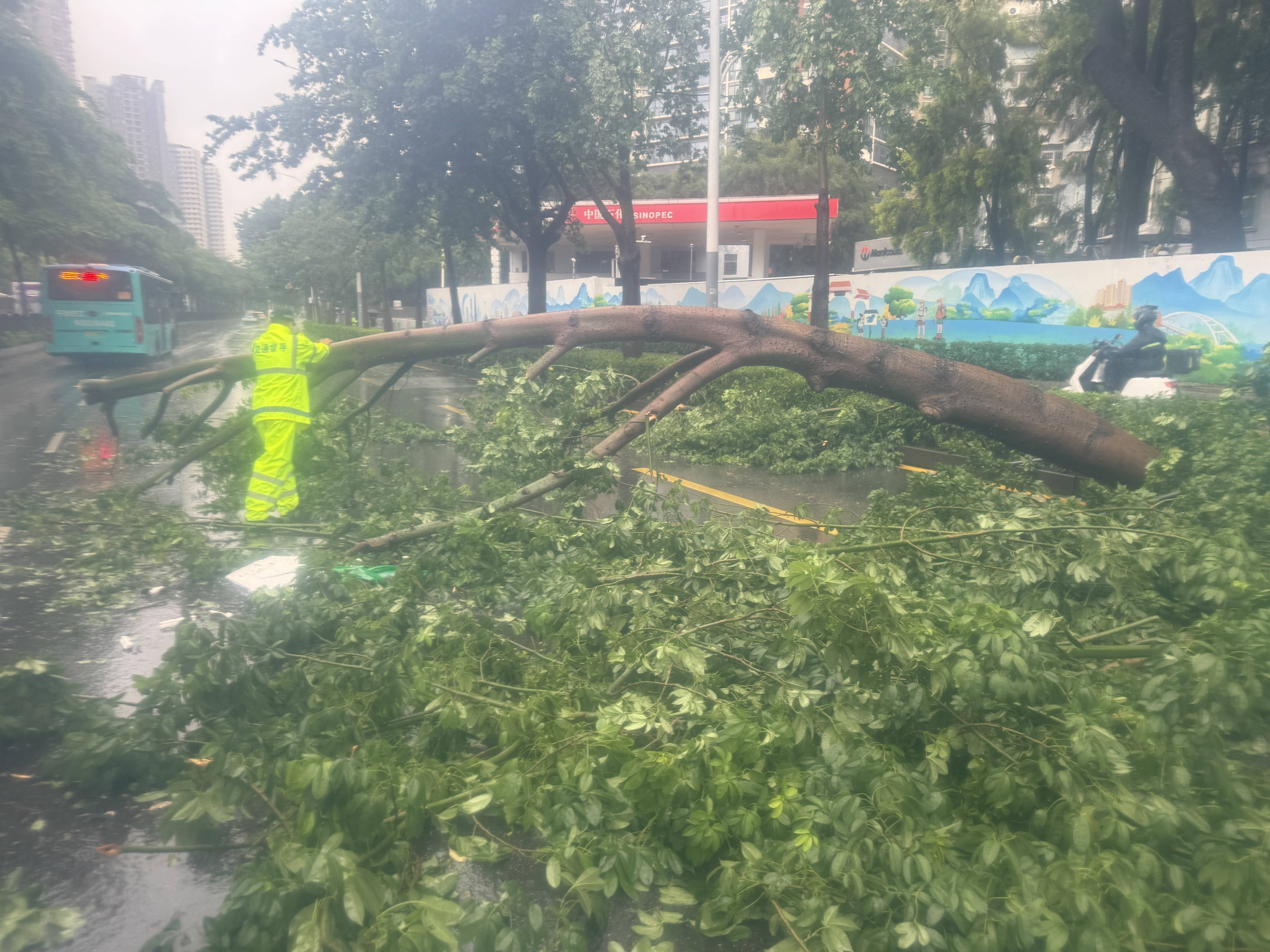 羅湖交警風雨中快速處置倒伏樹枝，保障道路暢通