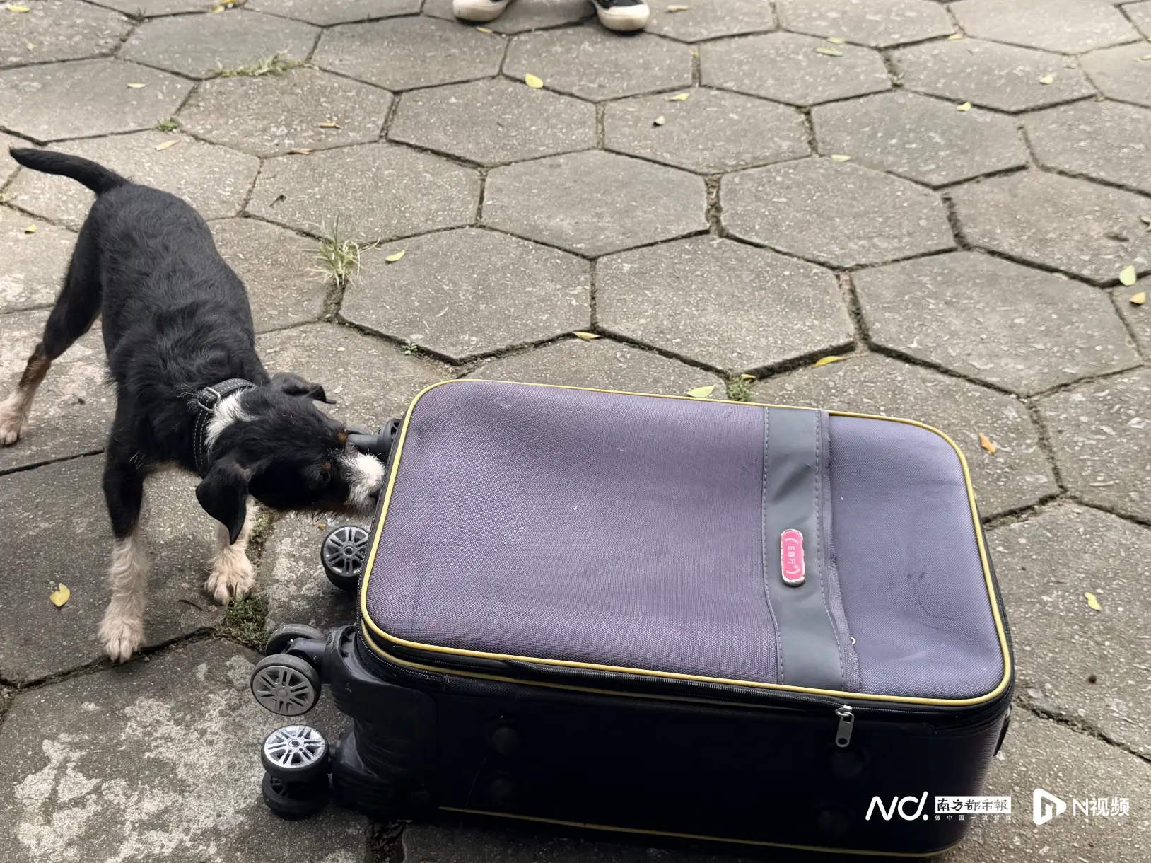 探訪廣州番禺警犬隊護航APEC訓練現場：快速在箱中搜爆