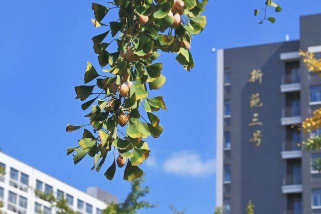 上海立信會計金融學院就業怎麼樣？深度參與實戰課題，練就硬核能力，畢業履歷更有含金量