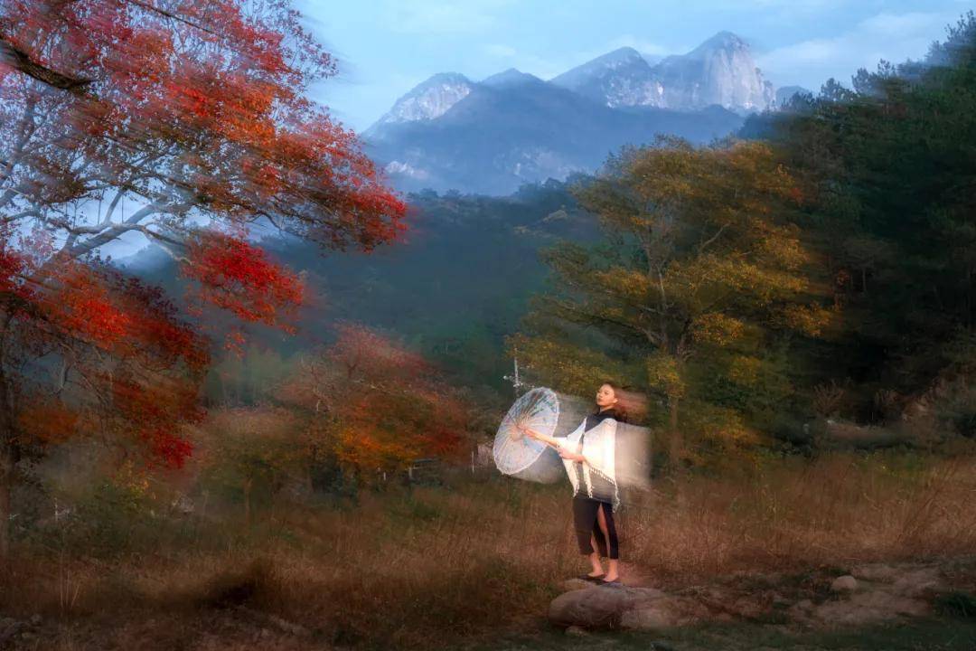 湖北羅田烏桕紅葉攝影採風，大別山金秋光影盛宴，參團認準#國際旅遊攝影網#52旅遊攝影#長紅攝影#52旅行攝影