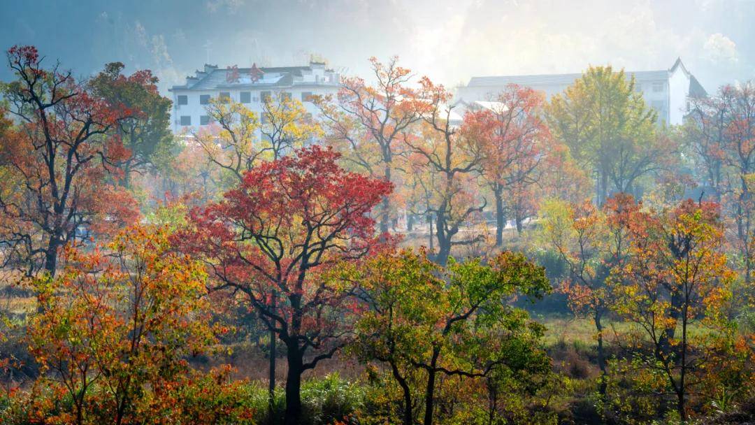 湖北羅田烏桕紅葉攝影採風，大別山金秋光影盛宴，參團認準#國際旅遊攝影網#52旅遊攝影#長紅攝影#52旅行攝影