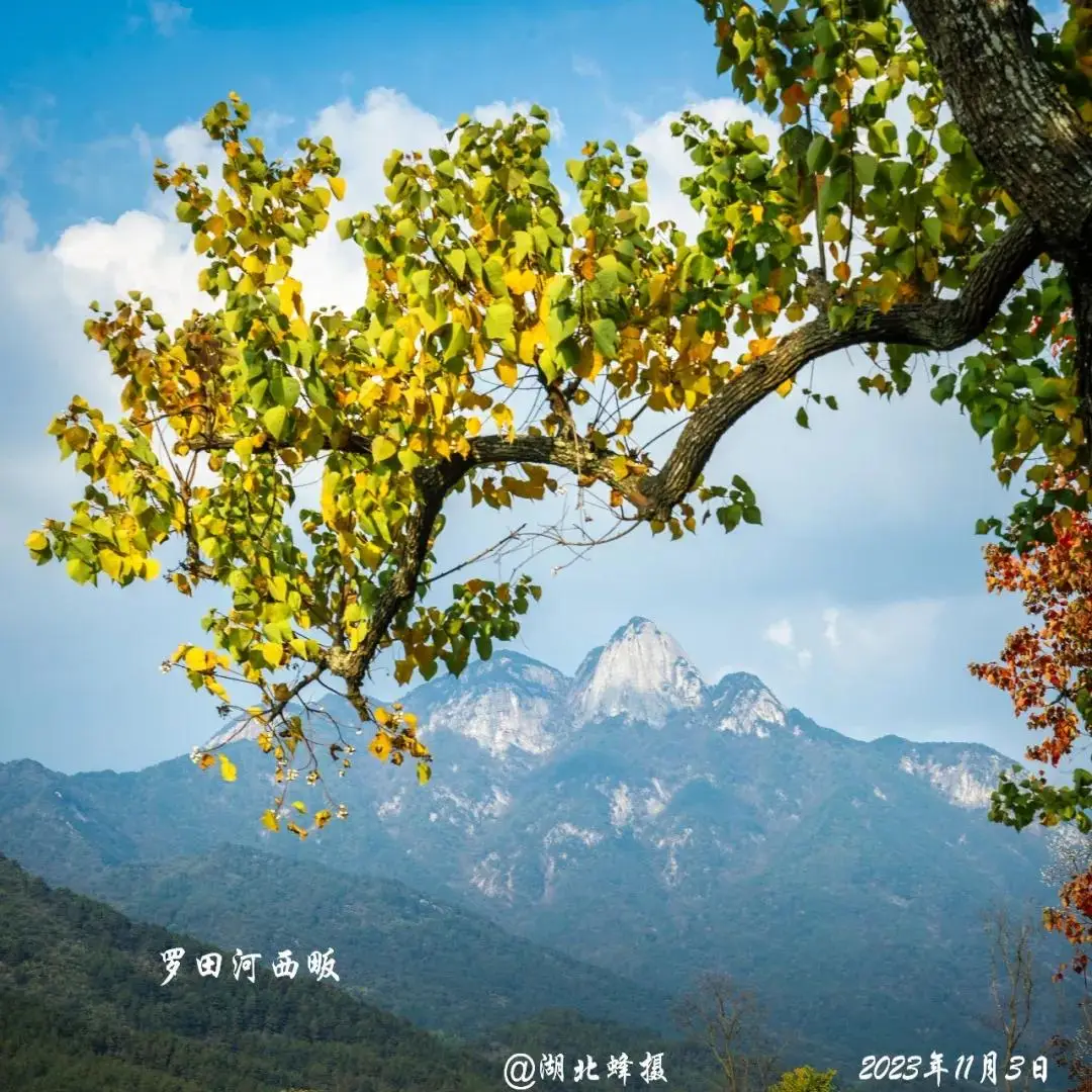 湖北羅田烏桕紅葉攝影採風，大別山金秋光影盛宴，參團認準#國際旅遊攝影網#52旅遊攝影#長紅攝影#52旅行攝影