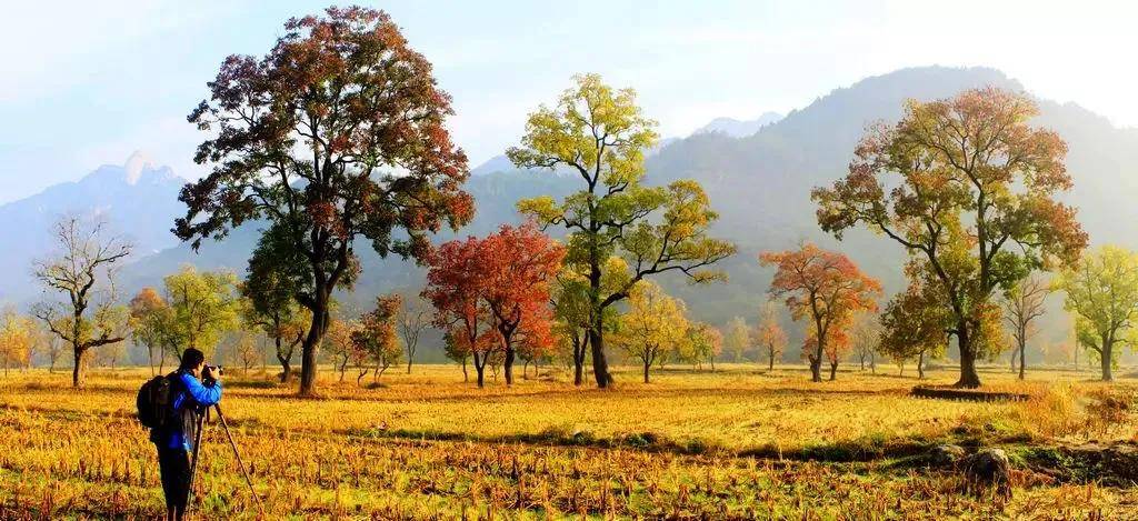 湖北羅田烏桕紅葉攝影採風，大別山金秋光影盛宴，參團認準#國際旅遊攝影網#52旅遊攝影#長紅攝影#52旅行攝影