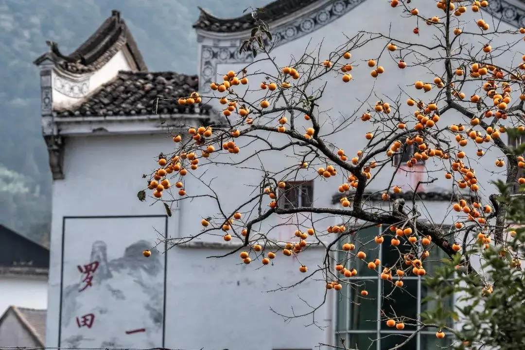湖北羅田烏桕紅葉攝影採風，大別山金秋光影盛宴，參團認準#國際旅遊攝影網#52旅遊攝影#長紅攝影#52旅行攝影